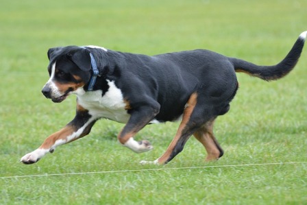 009greater-swiss-mountain-dog