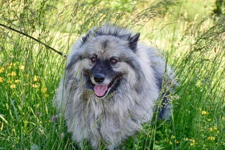 Keeshond.