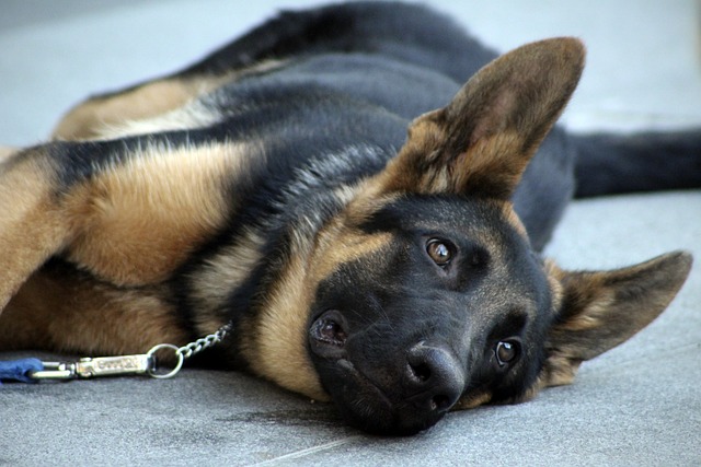 belgian-sheepdog